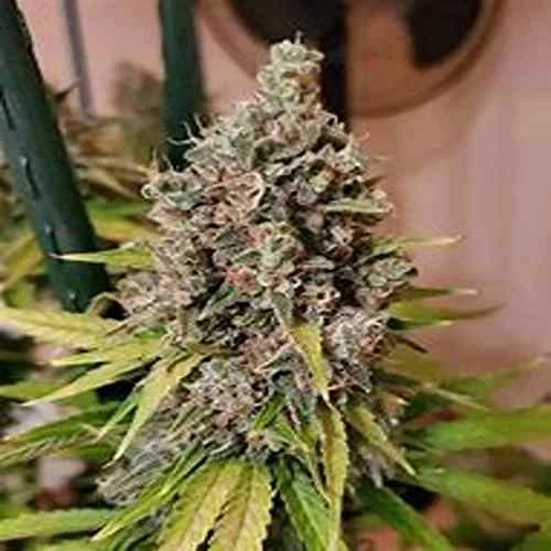 AK-59 Auto-Flower