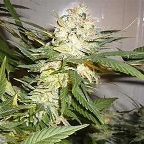 Great White Shark