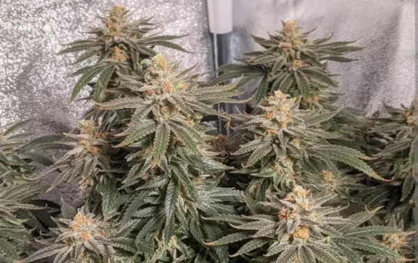 Monkey Dick Autoflower Seeds