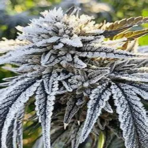 White Rhino