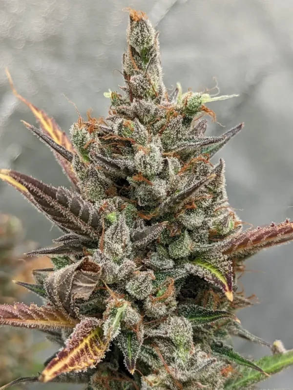 Acapulco Gold Skunk