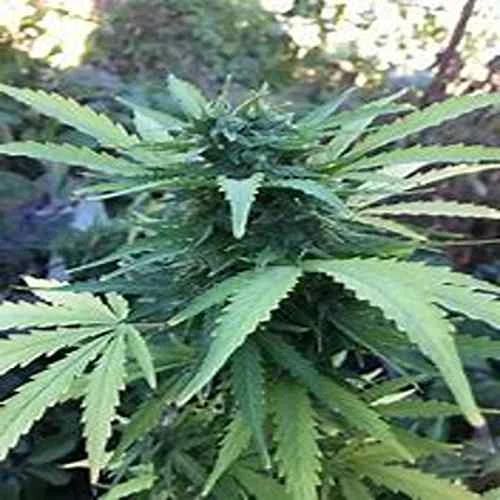 Afghani