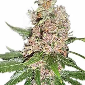 Blue Dream