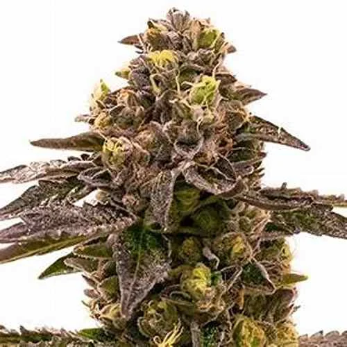 Blueberry Lemon Haze Auto-Flower