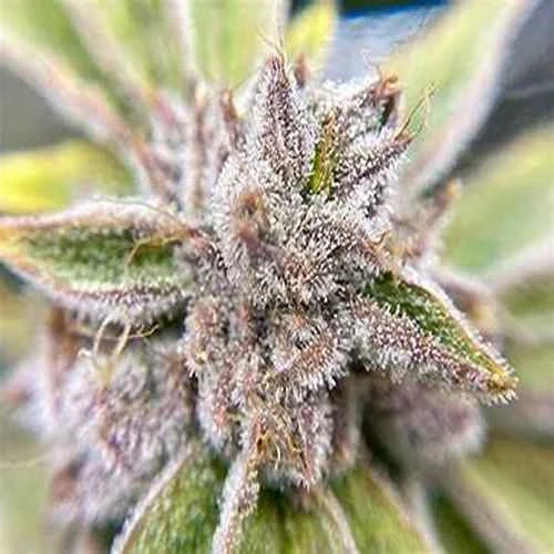 Bruce Banner