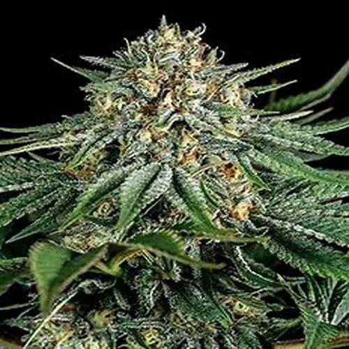 Bubba Kush