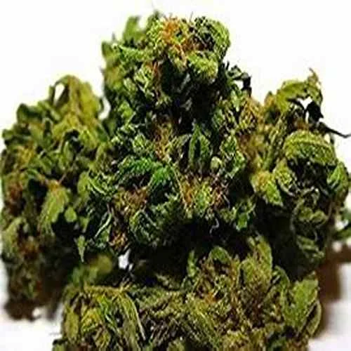 Chunky Monkey Auto-Flower
