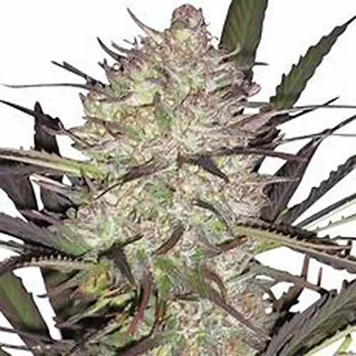 Durban Poison