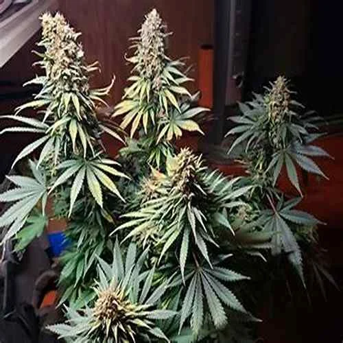 Gorilla Glue 4 Feminized Seeds