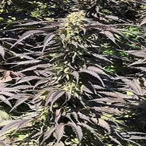 Grand Daddy Black