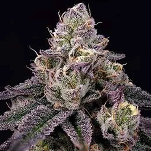 Grand Daddy Purple