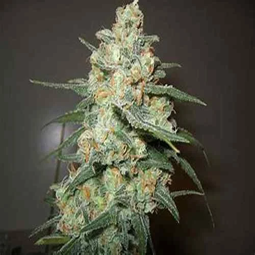 Green Crack Auto-Flower