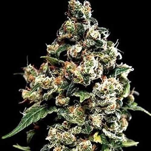 Jack Herer