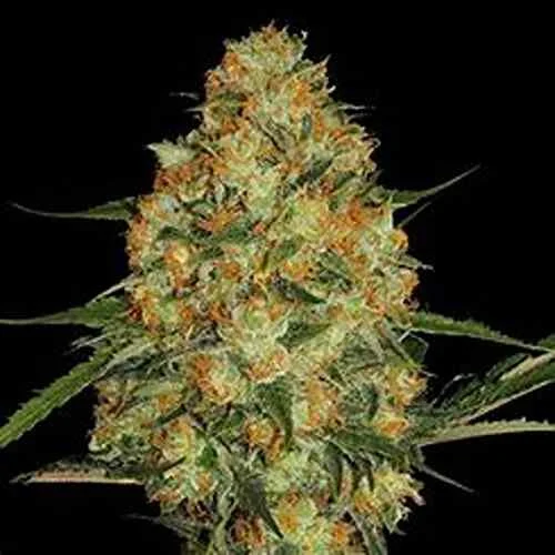 Northern Lights Skunk