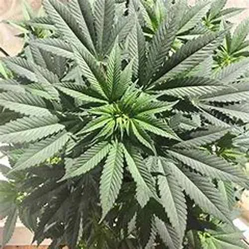 Skunk