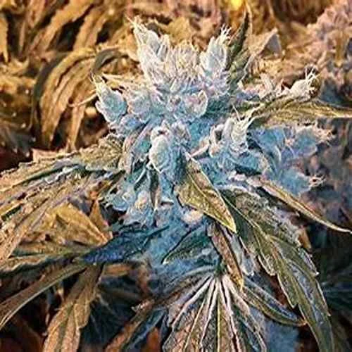 Skywalker