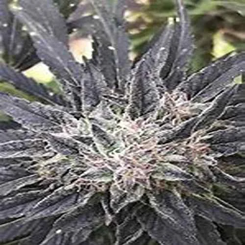 Sugar Black Rose