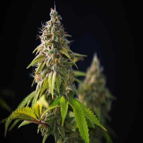 Super Skunk