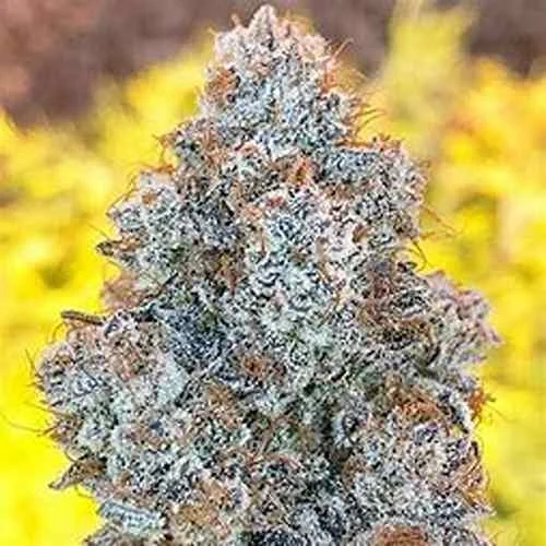 Super Skunk Silver Haze