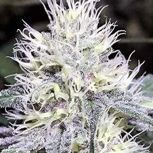 White Amnesia Haze