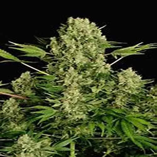 White Russian