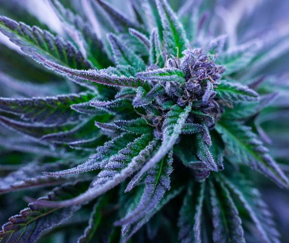 Acapulco Gold