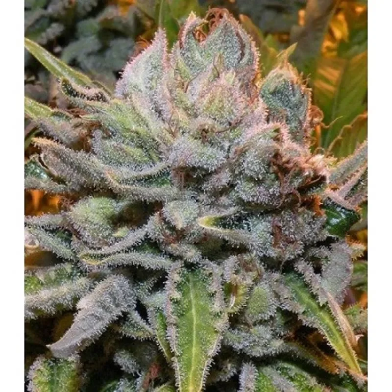 Black Gold Auto-Flower