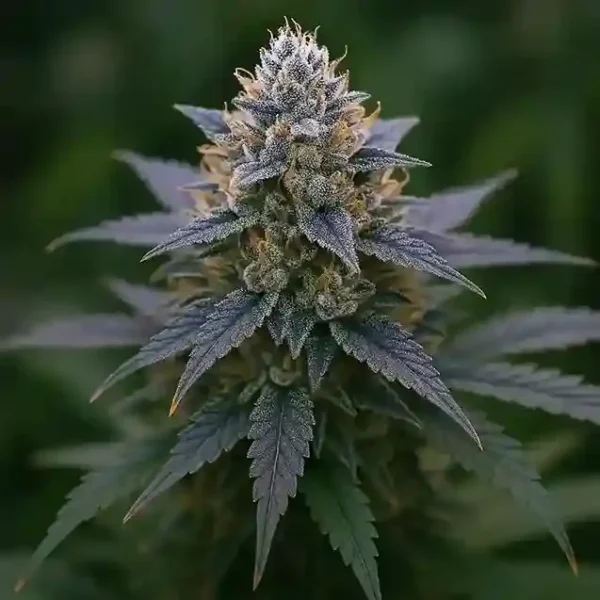 Blueberry Kush Feminized Seeds