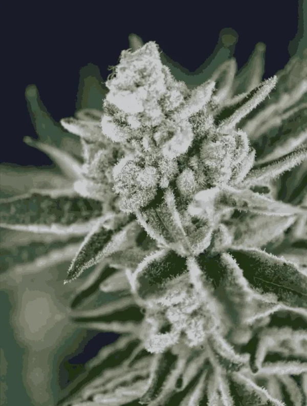 Bubble OG Feminized Seeds