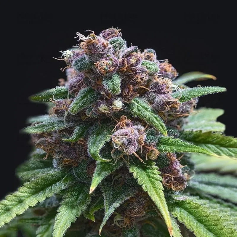 C-99 Auto-Flower