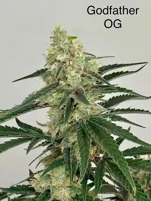 Godfather OG Feminized Seeds