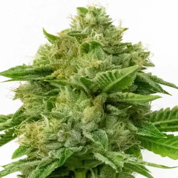 Kush XL Auto-Flower