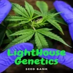 Cannabis Cultivation journey