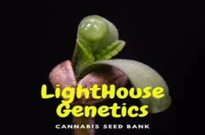 CBD Cannabis Seeds