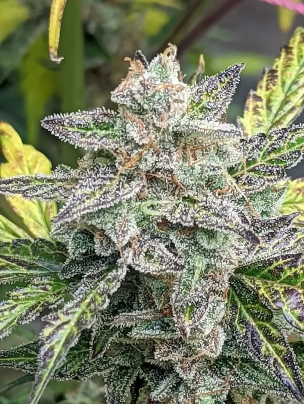 Neptunes Wedding Feminized Seeds