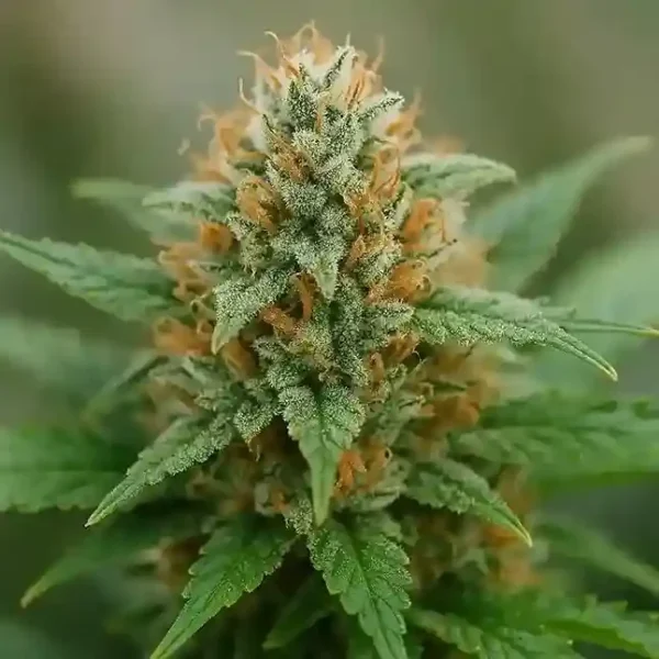 White Widow Auto Flower Seeds