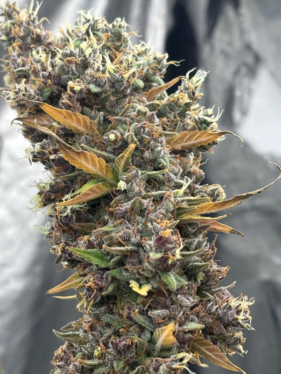 AK-59 Autoflower Seeds
