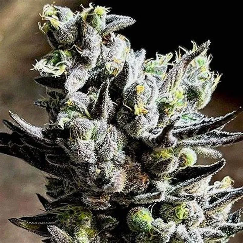 Apple Fritter Auto-Flower