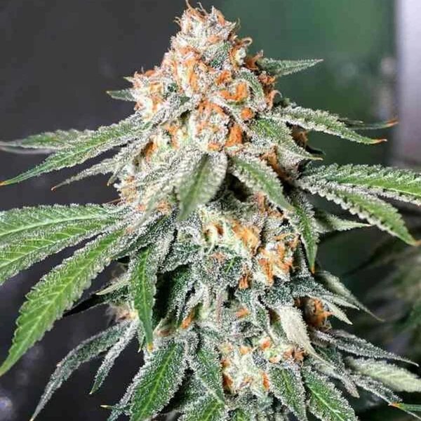 Banana Kush Autoflower Seeds