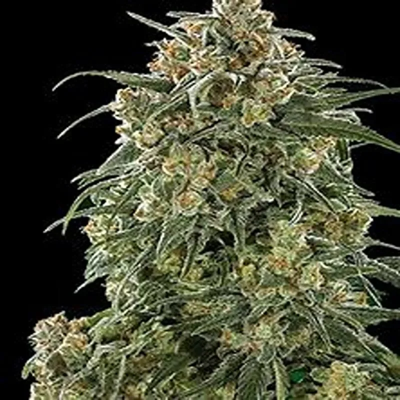 Banana Sherbert Auto-Flower