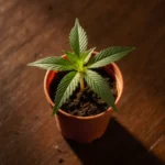 Best cannabis strains for beginners — healthy cannabis seedling in a pot