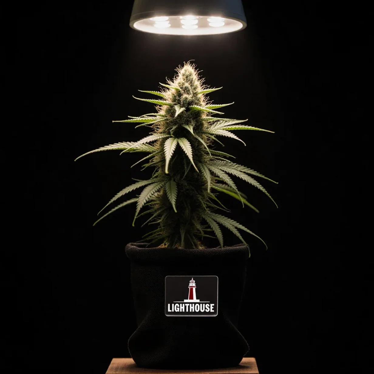 Best autoflower strains for beginners — a healthy autoflower plant in flower under indoor lighting, the kind of forgiving, fast-finishing strain new growers should start with