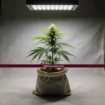 Best cannabis strains for beginners — healthy young cannabis plant in fabric pot under grow light