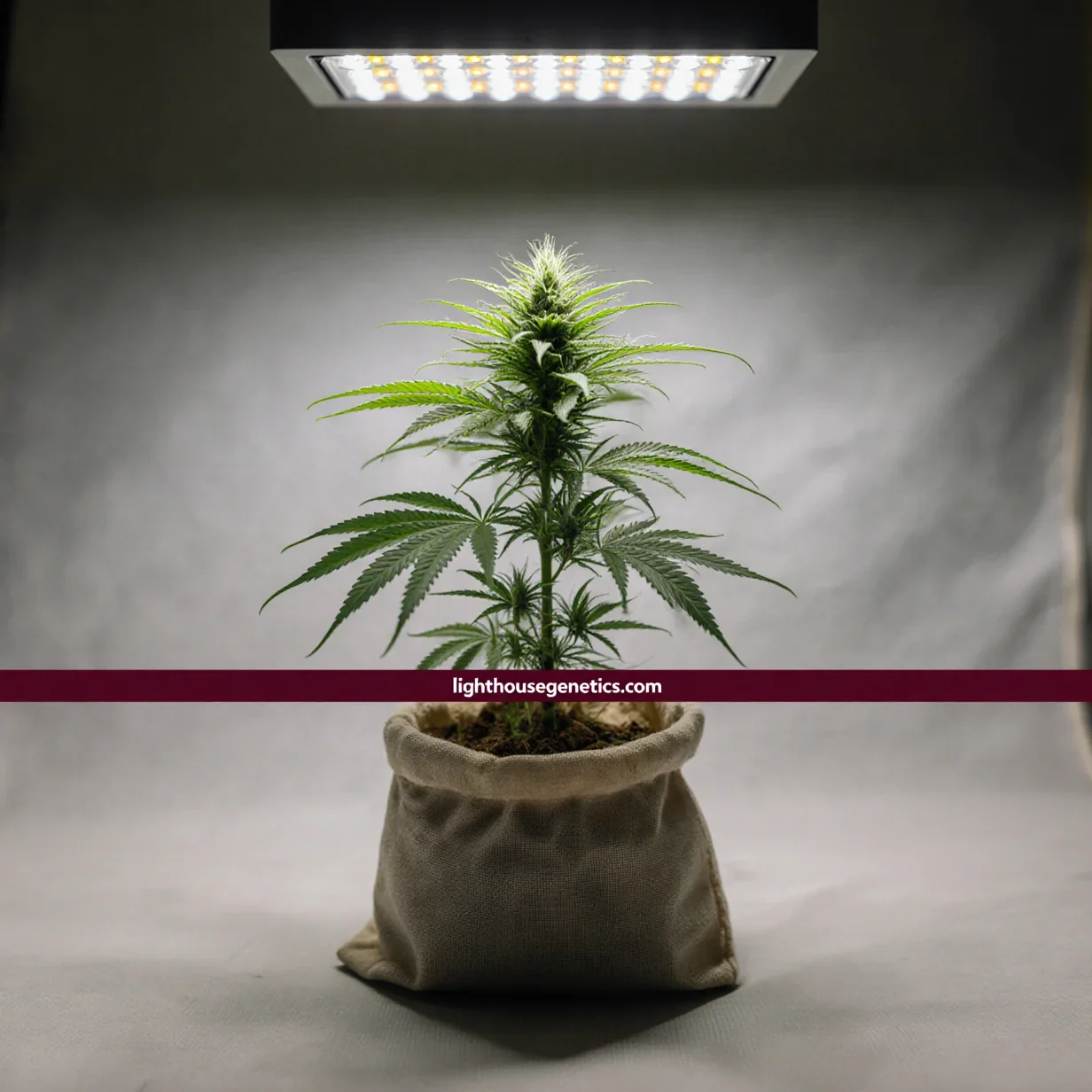 Best cannabis strains for beginners — healthy young cannabis plant in fabric pot under grow light