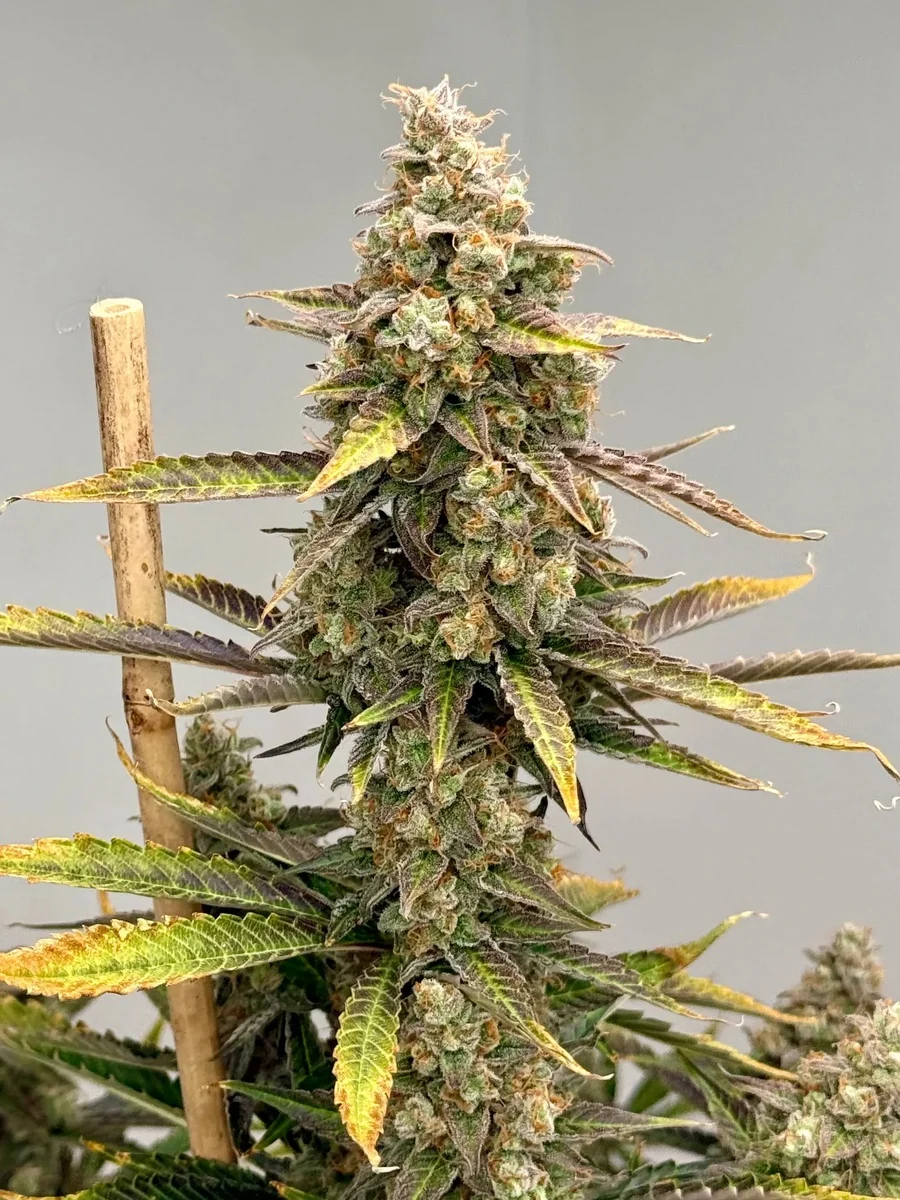 Blueberry Lemon Haze Autoflower Seeds