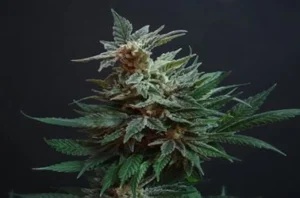 Feminized Cannabis Seeds, Catagory