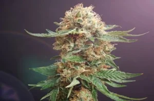 Autoflower Cannabis Seeds