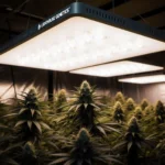 Best light spectrum for cannabis — modern LED grow light showing full spectrum white light over flowering cannabis canopy