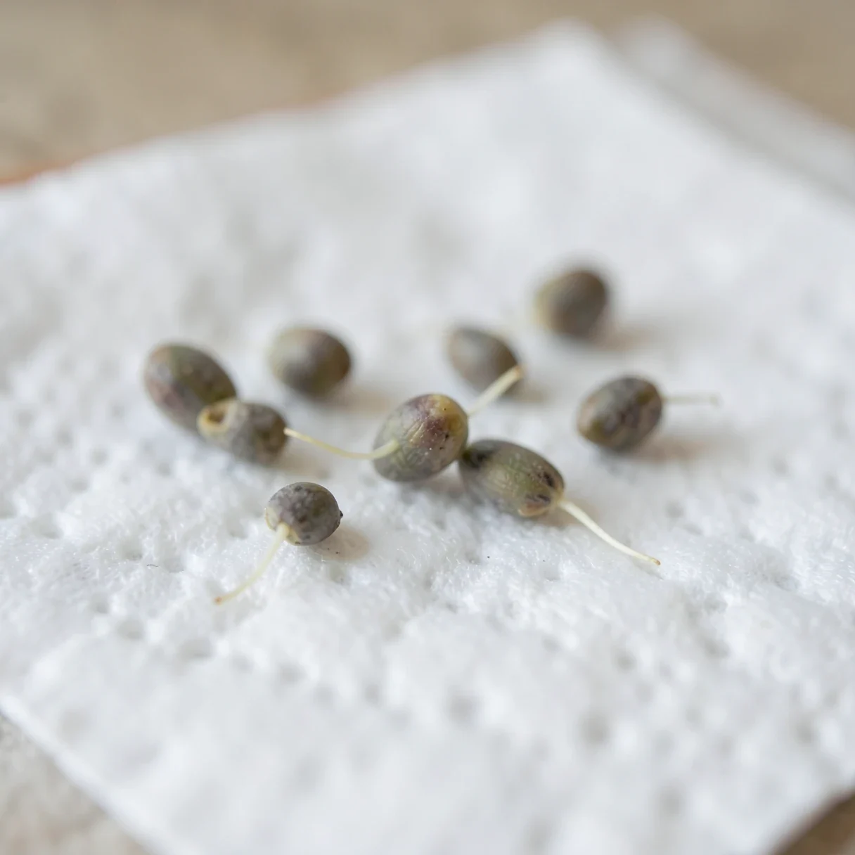 Cannabis seeds sprouting white taproots on a damp paper towel during a germination test of old seeds
