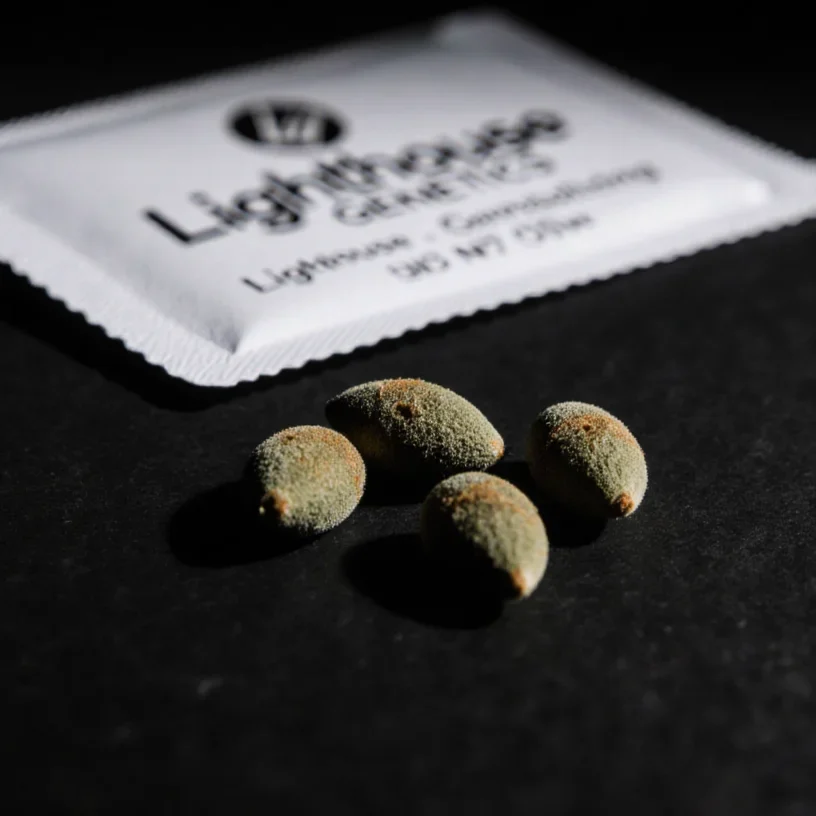 Close-up of cannabis seeds from a Lighthouse Genetics seed packet